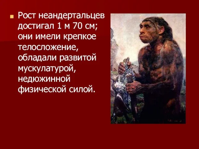 Рост неандертальцев достигал 1 м 70 см; они имели крепкое телосложение,