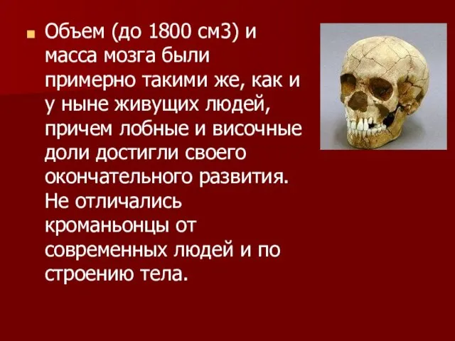 Объем (до 1800 см3) и масса мозга были примерно такими же,