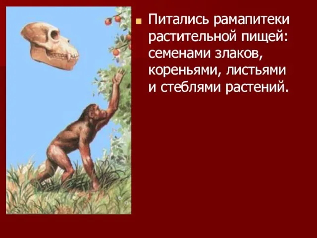 Питались рамапитеки растительной пищей: семенами злаков, кореньями, листьями и стеблями растений.