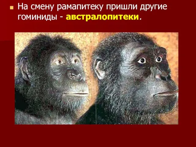 На смену рамапитеку пришли другие гоминиды - австралопитеки.