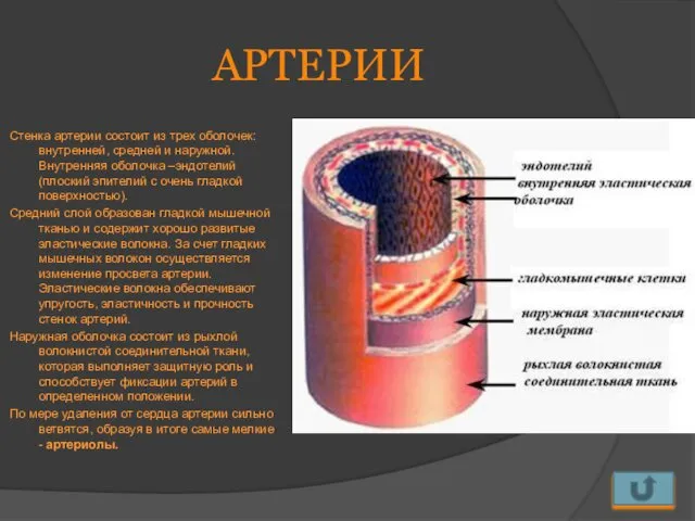 АРТЕРИИ Стенка артерии состоит из трех оболочек: внутренней, средней и наружной.