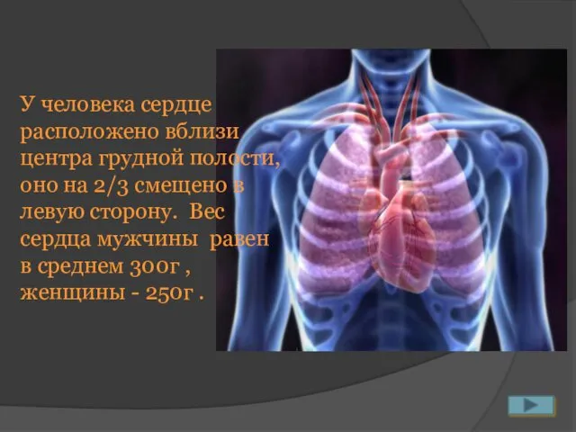 У человека сердце расположено вблизи центра грудной полости, оно на 2/3