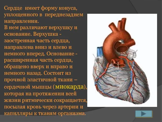 Сердце имеет форму конуса, уплощенного в переднезаднем направлении. В нем различают