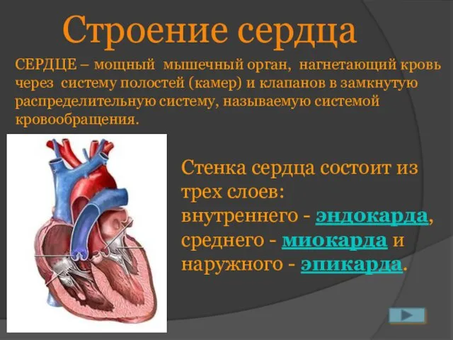 Строение сердца СЕРДЦЕ – мощный мышечный орган, нагнетающий кровь через систему