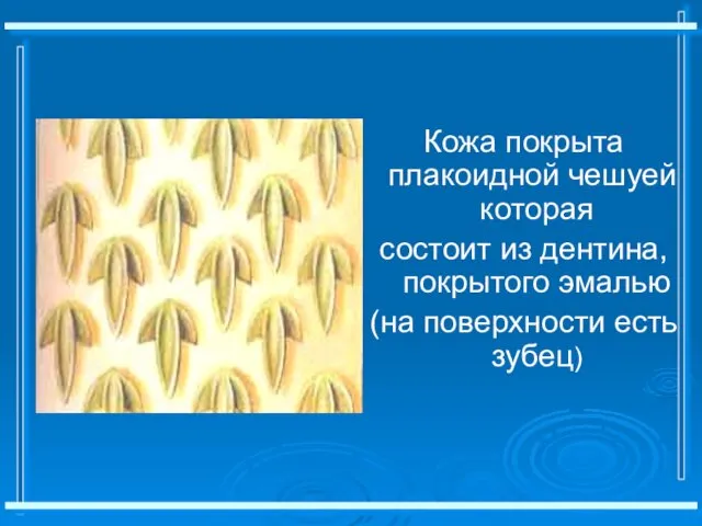 Кожа покрыта плакоидной чешуей, которая состоит из дентина, покрытого эмалью (на поверхности есть зубец)