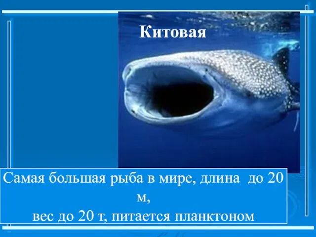 Самая большая рыба в мире, длина до 20 м, вес до 20 т, питается планктоном