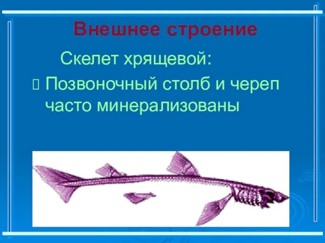 Внешнее строение Скелет хрящевой: Позвоночный столб и череп часто минерализованы