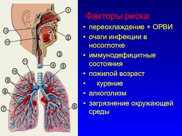 Факторы риска: переохлаждение + ОРВИ очаги инфекции в носоглотке иммунодефицитные состояния