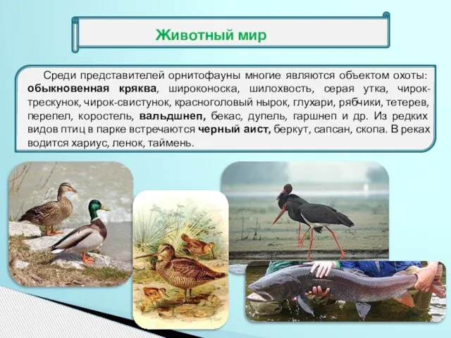 Среди представителей орнитофауны многие являются объектом охоты: обыкновенная кряква, широконоска, шилохвость,