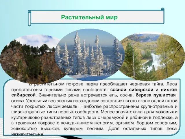 Растительный мир В растительном покрове парка преобладает черневая тайга. Леса представлены