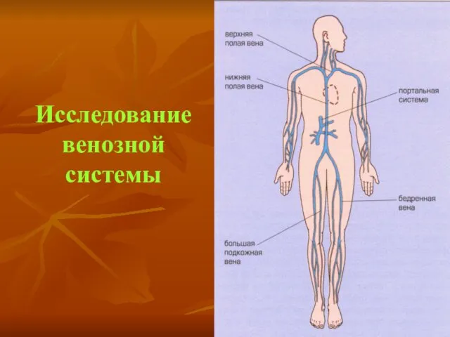 Исследование венозной системы