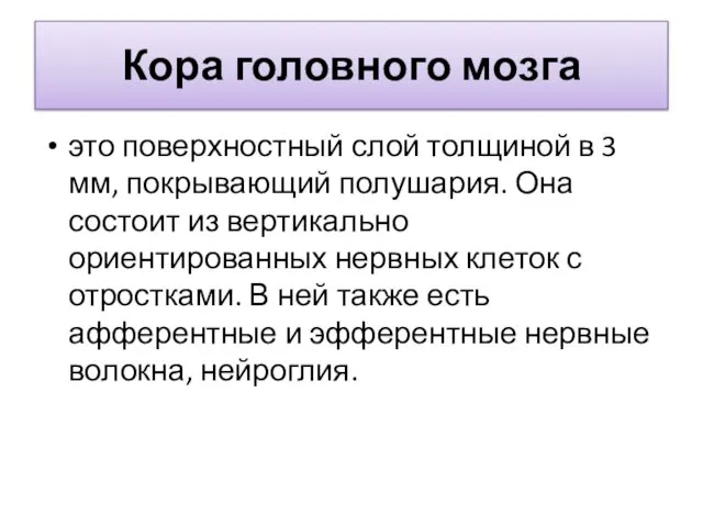 Кора головного мозга это поверхностный слой толщиной в 3 мм, покрывающий