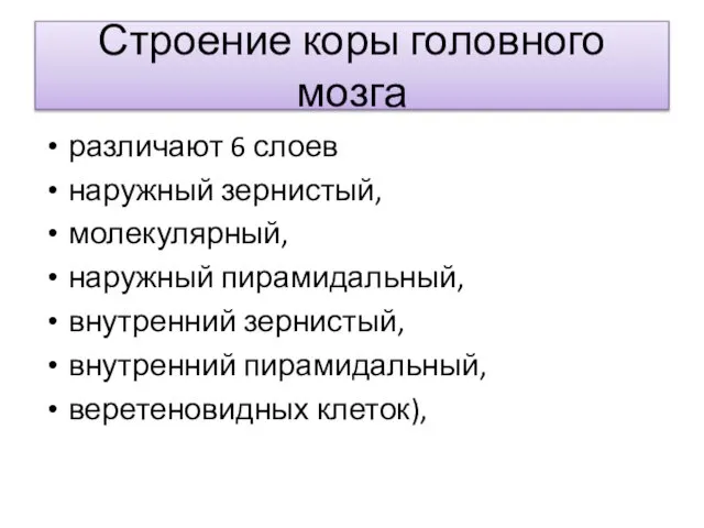 Строение коры головного мозга различают 6 слоев наружный зернистый, молекулярный, наружный