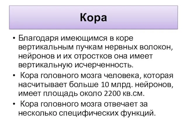 Кора Благодаря имеющимся в коре вертикальным пучкам нервных волокон, нейронов и