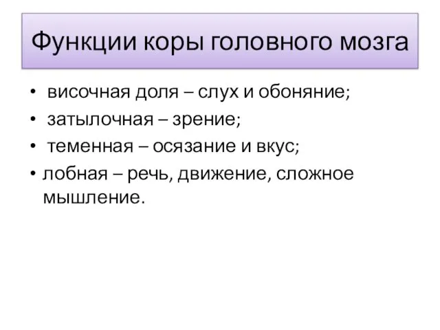 Функции коры головного мозга височная доля – слух и обоняние; затылочная