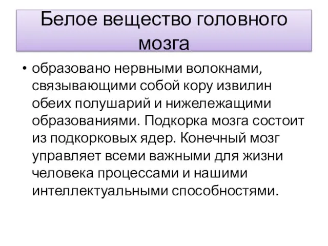 Белое вещество головного мозга образовано нервными волокнами, связывающими собой кору извилин