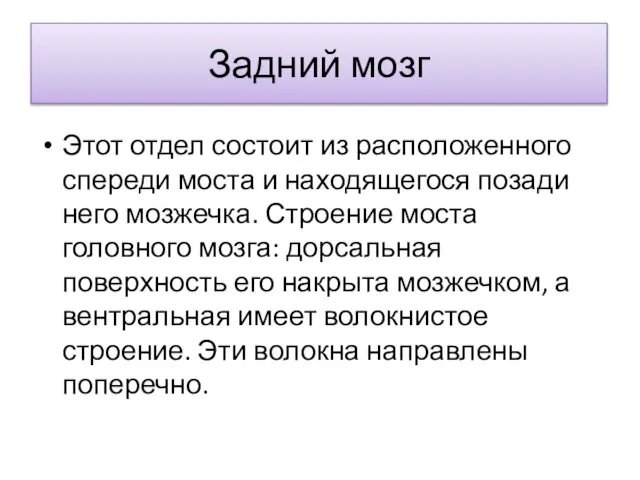 Задний мозг Этот отдел состоит из расположенного спереди моста и находящегося