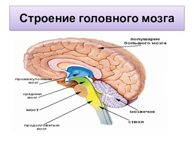 Строение головного мозга