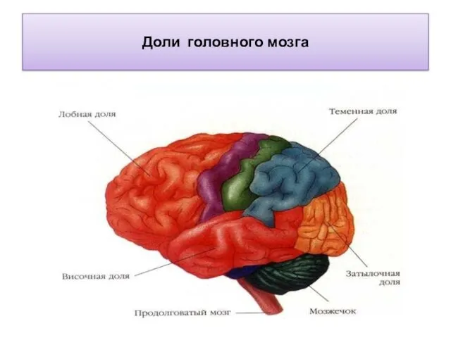 Доли головного мозга