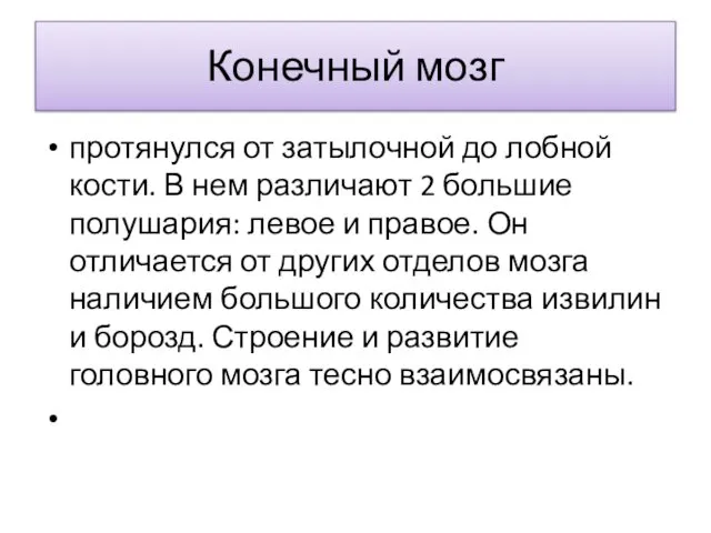 Конечный мозг протянулся от затылочной до лобной кости. В нем различают