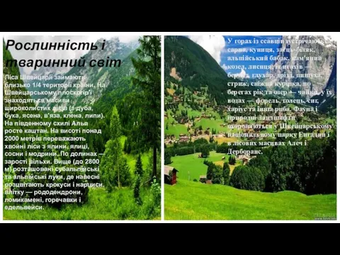 Рослинність і тваринний світ Ліса Швейцарії займають близько 1/4 території країни.