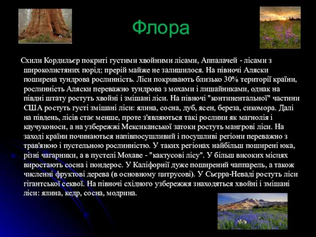 Флора Схили Кордильєр покриті густими хвойними лісами, Аппалачей - лісами з