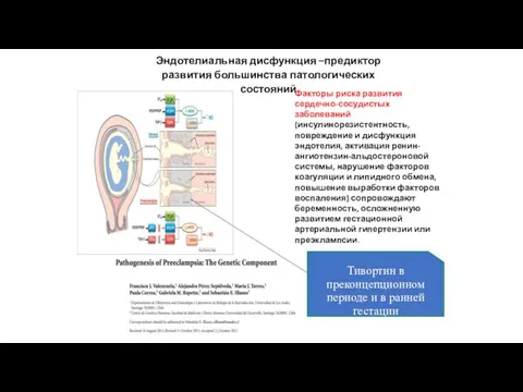 Тивортин в преконцепционном периоде и в ранней гестации Эндотелиальная дисфункция –предиктор