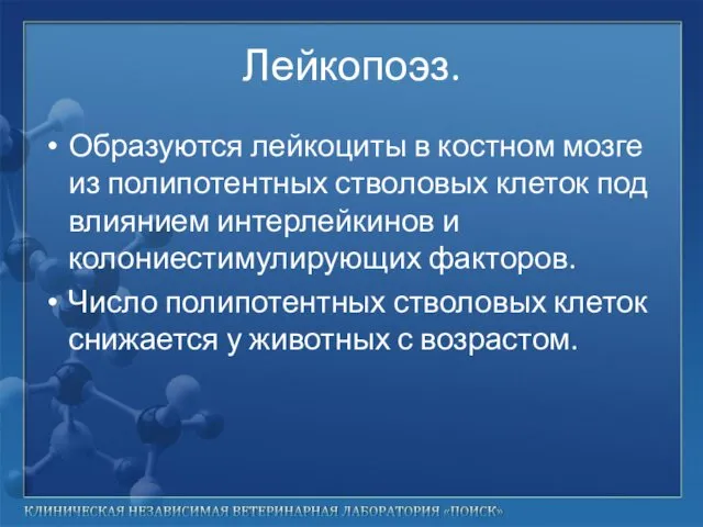 Лейкопоэз. Образуются лейкоциты в костном мозге из полипотентных стволовых клеток под