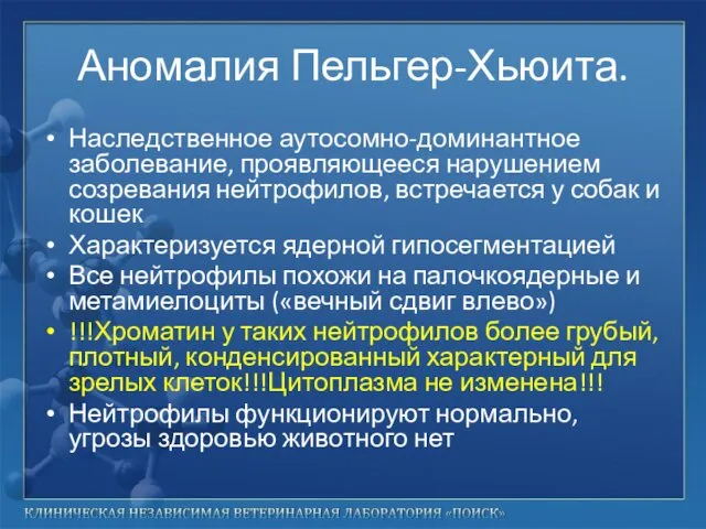 Аномалия Пельгер-Хьюита. Наследственное аутосомно-доминантное заболевание, проявляющееся нарушением созревания нейтрофилов, встречается у