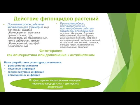 Действие фитонцидов растений Противовирусное действие характерно для (примеры): аир болотный, душица