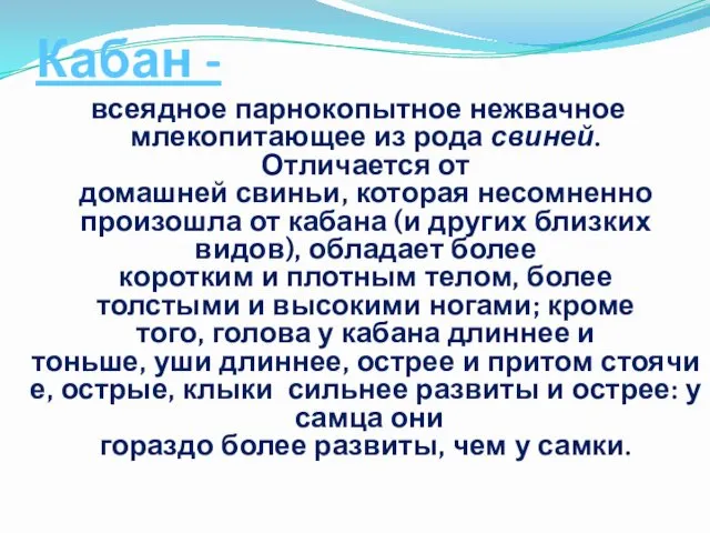 Кабан - всеядное парнокопытное нежвачное млекопитающее из рода свиней. Отличается от