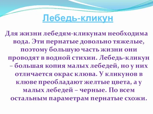 Лебедь-кликун Для жизни лебедям-кликунам необходима вода. Эти пернатые довольно тяжелые, поэтому