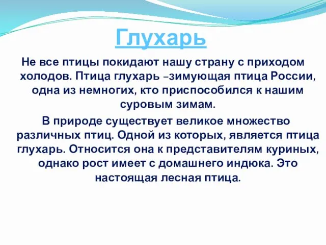 Глухарь Не все птицы покидают нашу страну с приходом холодов. Птица