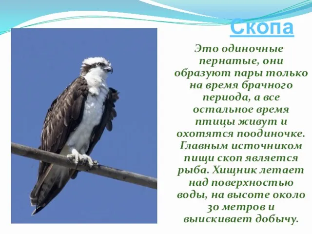 Скопа Это одиночные пернатые, они образуют пары только на время брачного