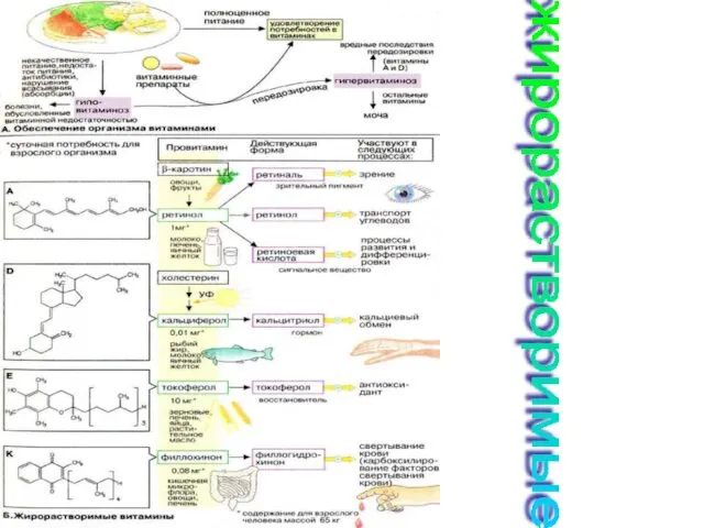 жирорастворимые