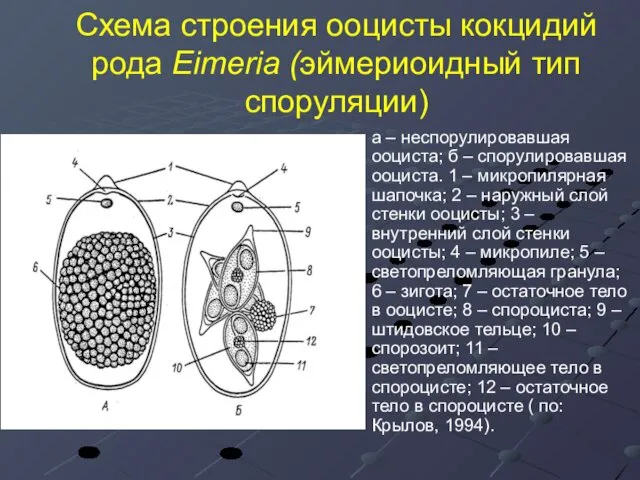 Схема строения ооцисты кокцидий рода Eimeria (эймериоидный тип споруляции) а –