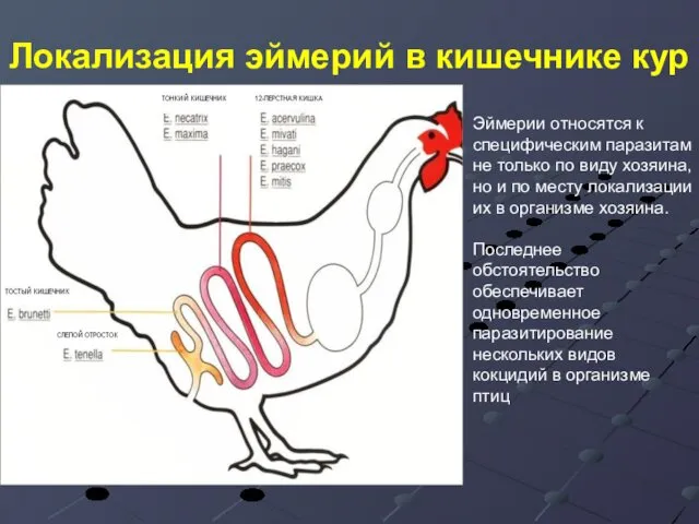 Локализация эймерий в кишечнике кур Эймерии относятся к специфическим паразитам не