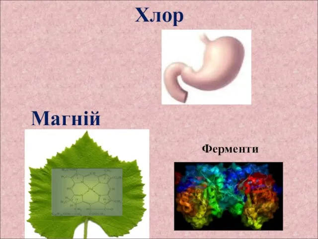 Хлор Магній Ферменти