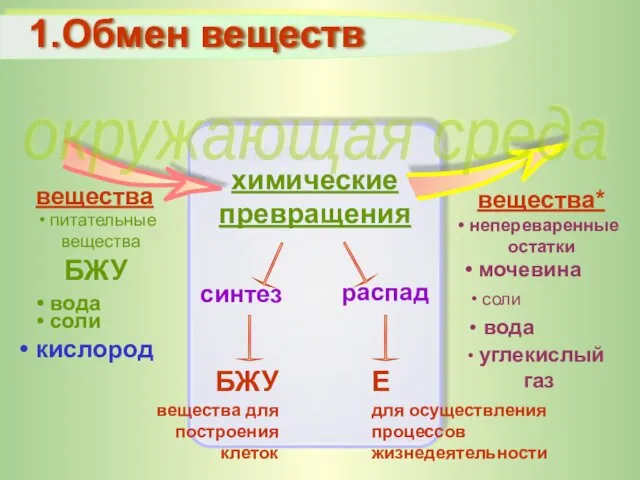 1.Обмен веществ кислород окружающая среда химические превращения распад синтез БЖУ Е