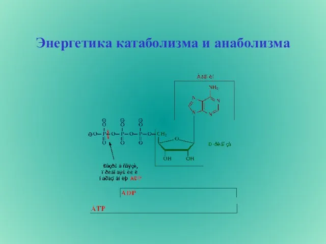 Энергетика катаболизма и анаболизма