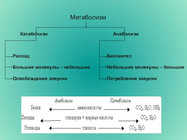 Метаболизм Катаболизм Анаболизм Распад Большие молекулы – небольшие Освобождение энергии Биосинтез