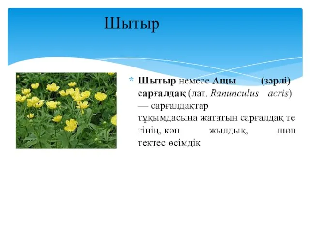 Шытыр немесе Ащы (зәрлі) сарғалдақ (лат. Ranunculus аcris) — сарғалдақтар тұқымдасына