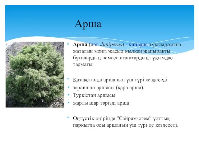 Арша (лат. Juníperus) - кипарис тұқымдасына жататын мәңгі жасыл қылқан жапырақты