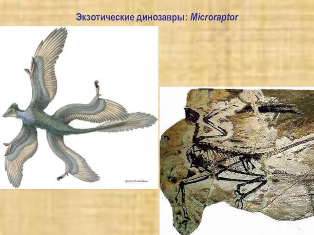 Экзотические динозавры: Microraptor