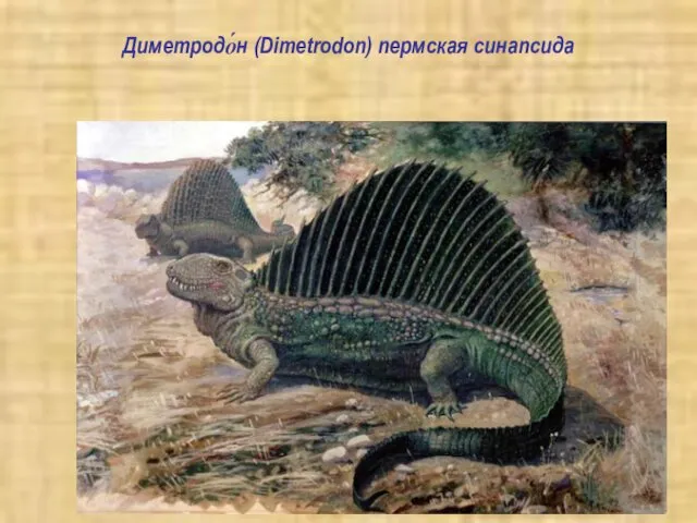 Диметродо́н (Dimetrodon) пермская синапсида