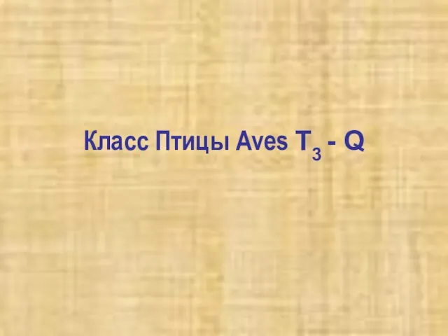 Класс Птицы Aves T3 - Q