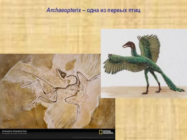 Archaeopterix – одна из первых птиц