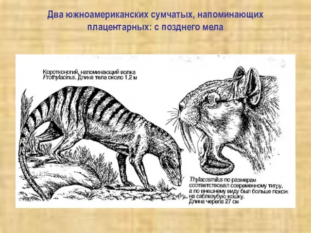 Два южноамериканских сумчатых, напоминающих плацентарных: с позднего мела