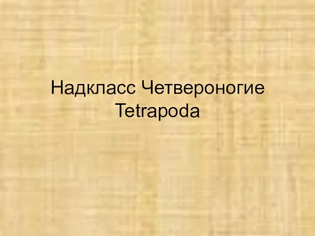 Надкласс Четвероногие Tetrapoda