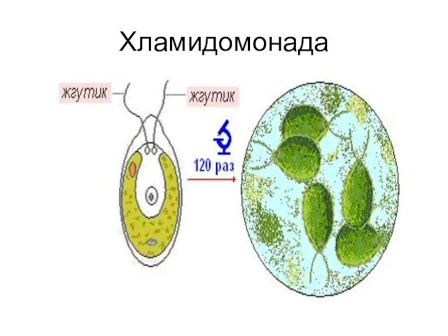 Хламидомонада